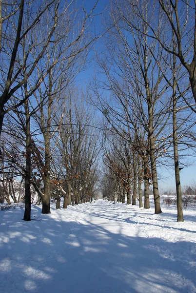 Alej v zimě parku — Stock fotografie