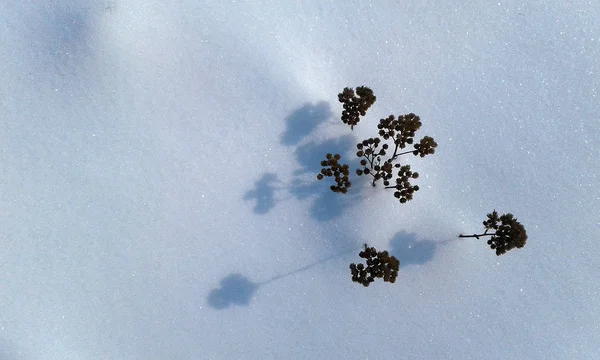 雪の上の乾燥植物の影 — ストック写真