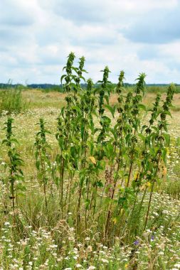 Nettles atık zeminde