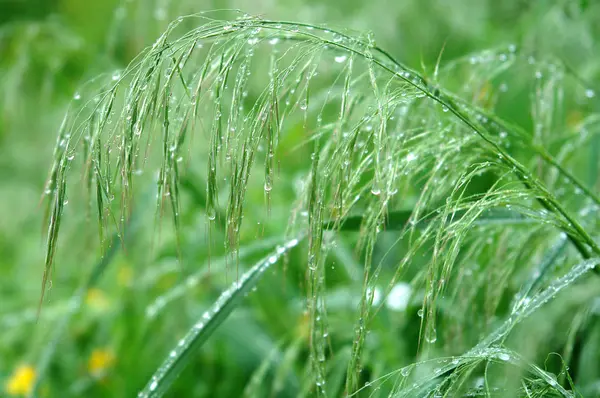 Drops on stalk of grass after a rain — Stock Photo, Image