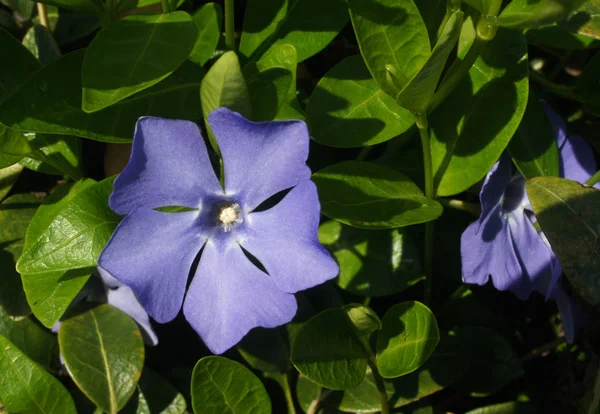 Periwinkle flower in sunny day — Stock Photo, Image