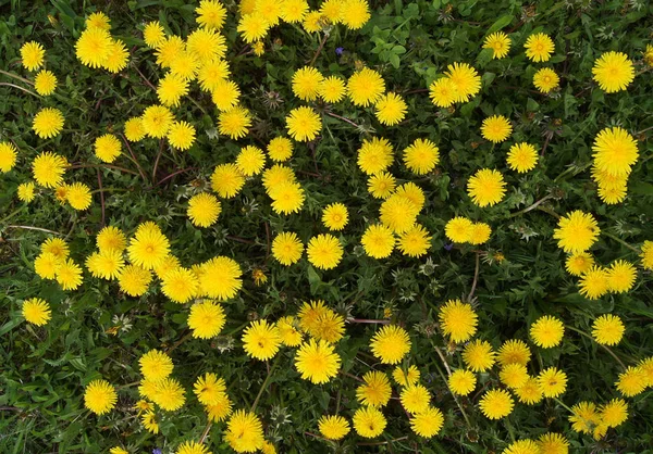 Paardebloemen in zonnige dag — Stockfoto