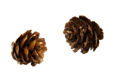 Çam kozalakları altın tozu ile