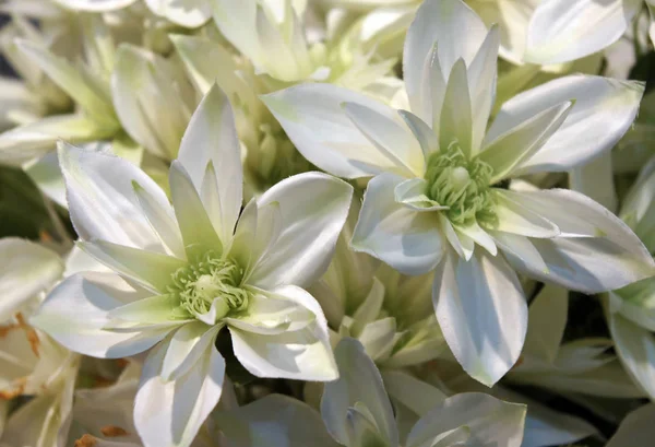 Flores de Clematis — Fotografia de Stock