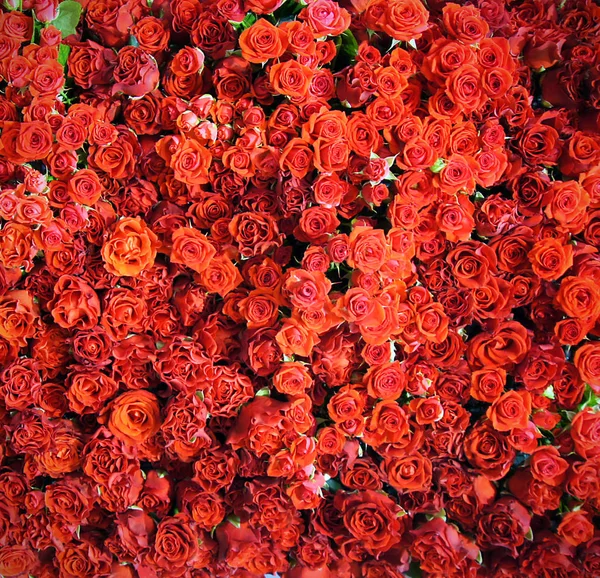 Vermelho rosa flores — Fotografia de Stock