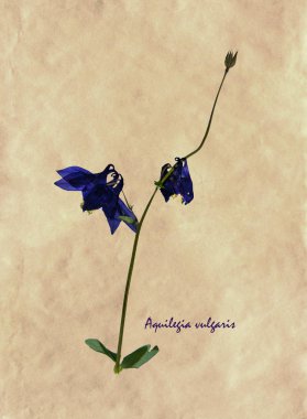 Bitkisel hayatta Aquilegia vulgaris