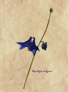 Bitkisel hayatta Aquilegia vulgaris