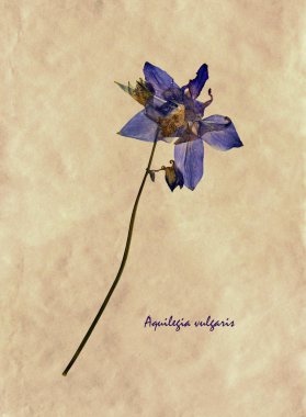 Bitkisel hayatta Aquilegia vulgaris