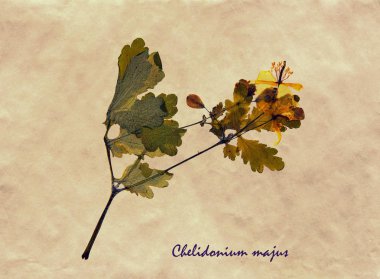 Chelidonium majus bitkisel hayatta