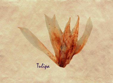 Tulipa bitkisel hayatta