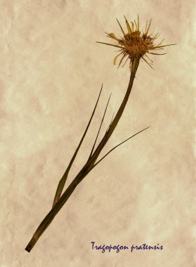 Sulak Tragopogon pratensis