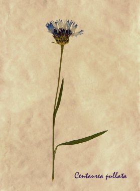 Bitkisel hayatta Centaurea pullata