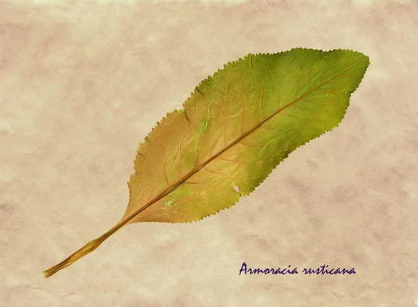 Armoracia rusticana en herbario — Foto de Stock