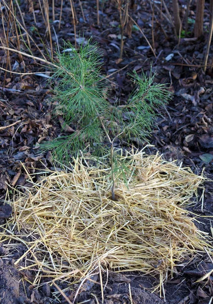 Straw used as mulch — Stock Photo, Image