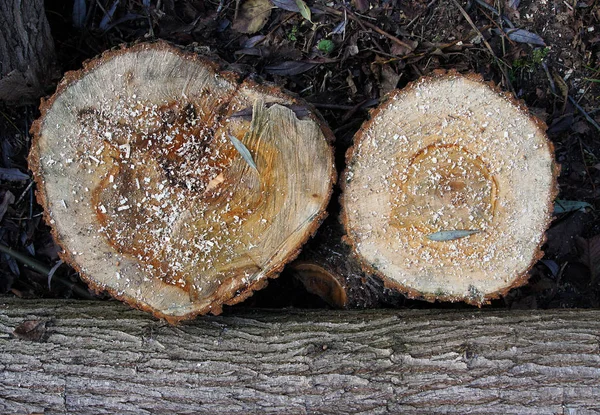 Частини стовбура зрізаного дерева — стокове фото