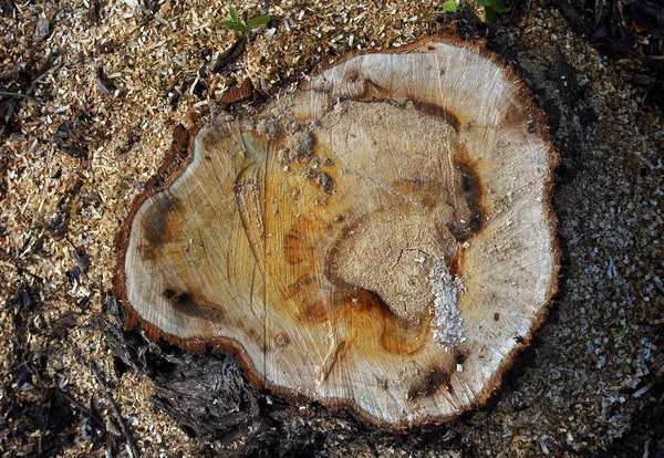 Ağaç kütükleri ve talaş — Stok fotoğraf