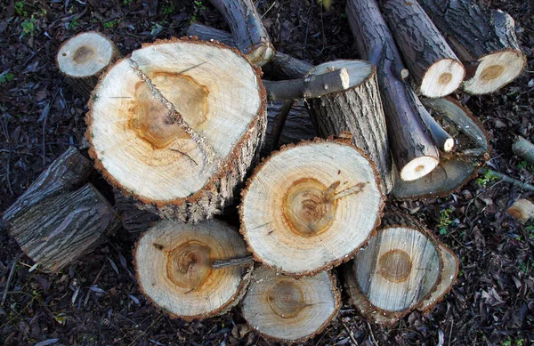 Parties du tronc de l'arbre coupé — Photo