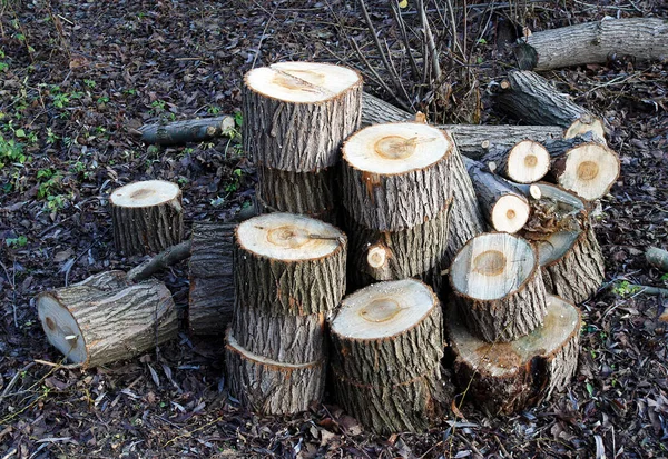 Części pnia ściętego drzewa — Zdjęcie stockowe