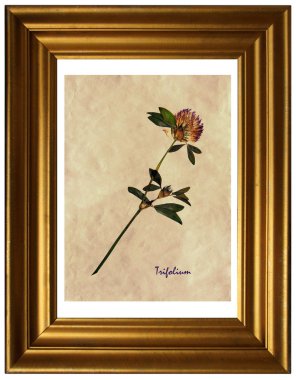 Herbaryumda trifolium
