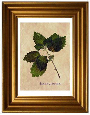 Bitki örtüsünde Lamium purpureum