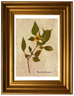 Bitkisel hayatta Physalis Peruviana