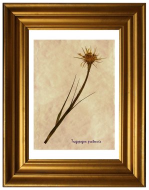 Sulak Tragopogon pratensis