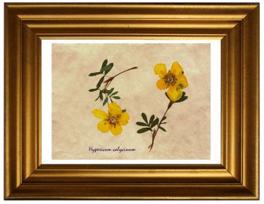 Hypericum calycinum bitkisel hayatta