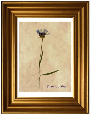 Bitkisel hayatta Centaurea pullata