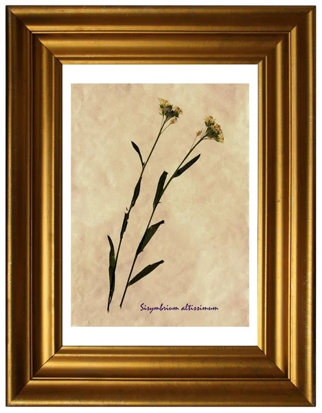 Bitki örtüsündeki silikyum altissimum