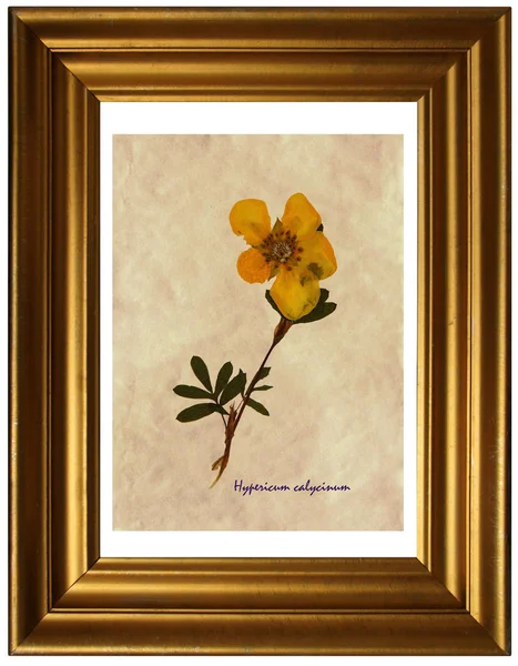 Hypericum calycinum bitkisel hayatta