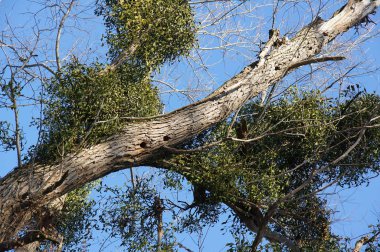 Ökseotu ve oyuğu olan ağaçlar
