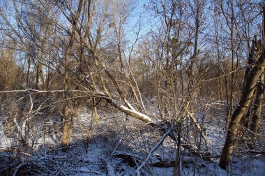 Forest after a winter storm