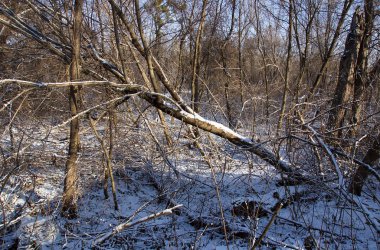 Forest after a winter storm 