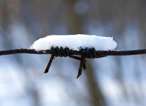Barbed wire with snow