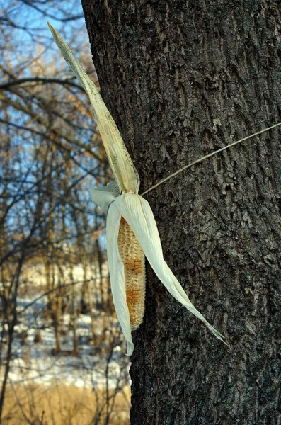 Ear of maize for squirrels — Stock Photo, Image