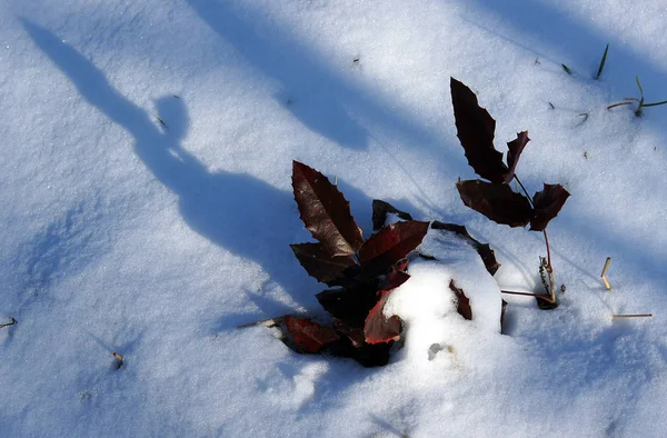 Winogrono Oregon pod śniegiem — Zdjęcie stockowe