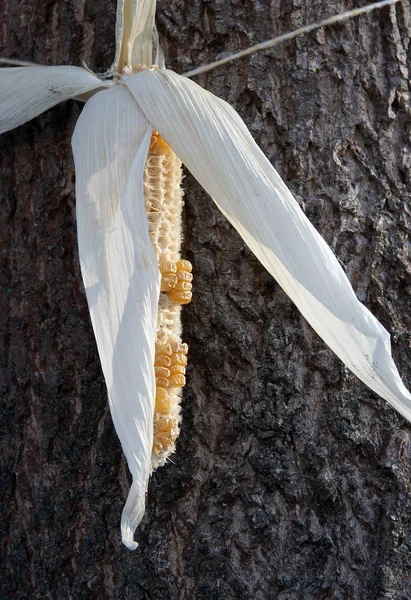 Ear of maize for squirrels — Stok fotoğraf