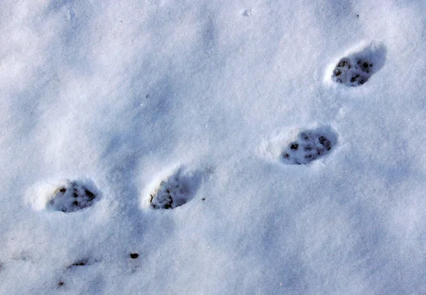 Fußabdrücke einer Katze — Stockfoto