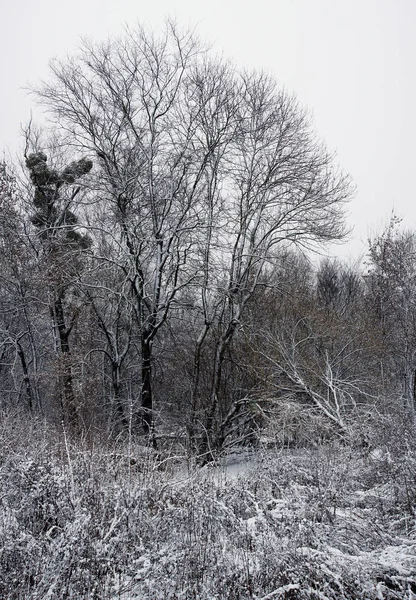 Winter countryside landscape photo — Stock Photo, Image