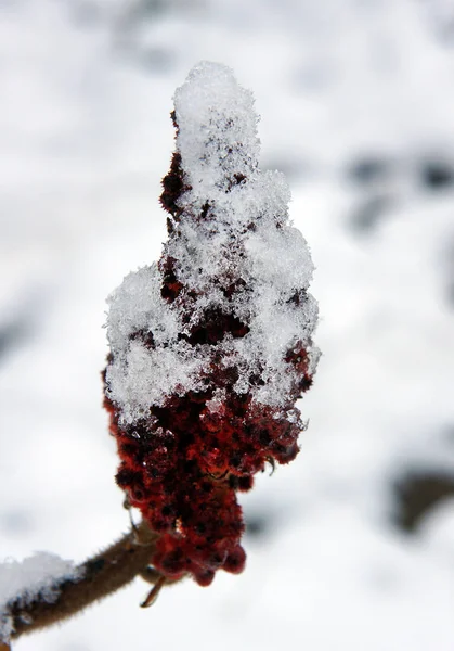 Snow on drupes of a staghorn sumac — Stock Photo, Image