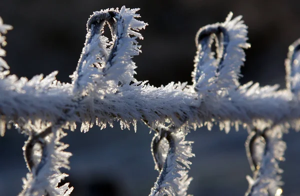 Cristales de hielo o heladas — Foto de Stock