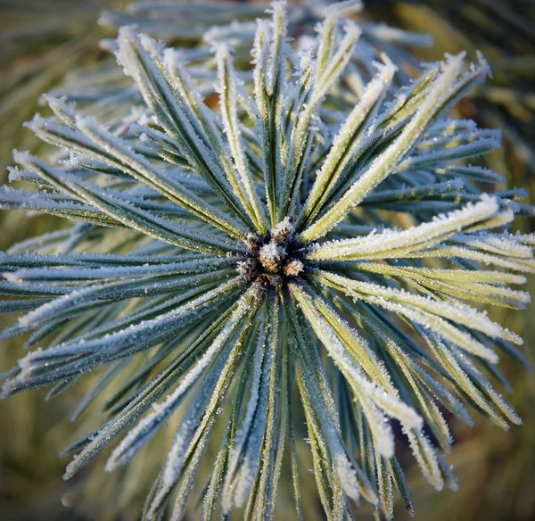 Cristaux de glace ou givre — Photo