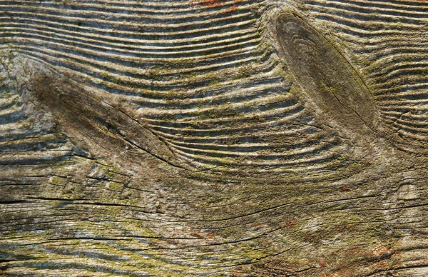 Красива Виразна Текстура Старих Дощок Вузлами — стокове фото