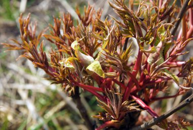 Bahar başında tomurcuklu peeonia dalları