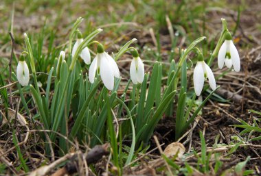 Galanthus bitkilerinden oluşan küçük soğan çiçekleri.