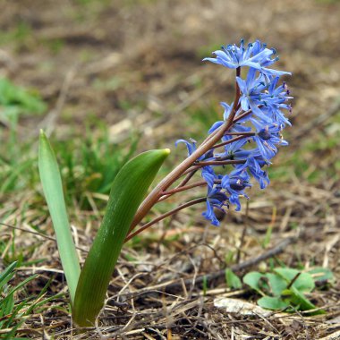 İlkbaharın başlarında Scilla bifolia 'nın güzel çiçekleri