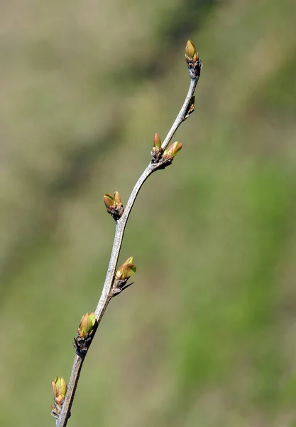 早春に芽を持つ果実の枝 — ストック写真