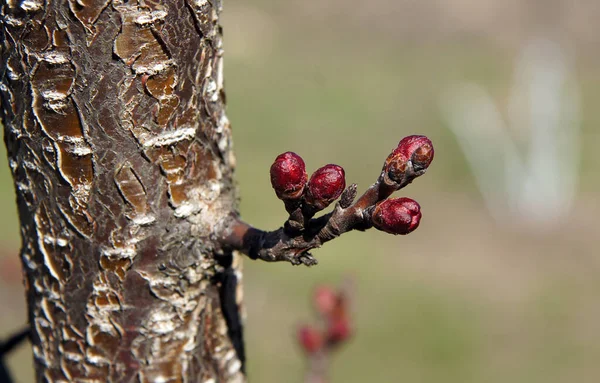 Ramas Albaricoque Con Brotes Principios Primavera —  Fotos de Stock