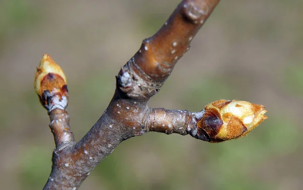 Ramos Árvore Pêra Com Botões Início Primavera — Fotografia de Stock