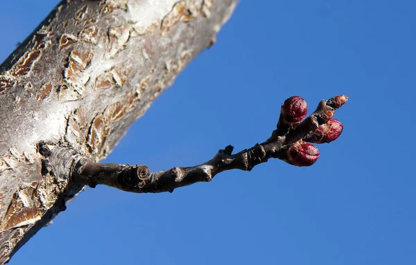 Branches Abricot Avec Bourgeons Début Printemps — Photo